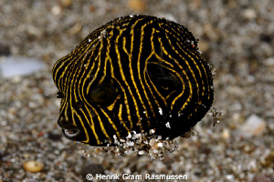 Havent seen this speices before ??? by Henrik Gram Rasmussen 